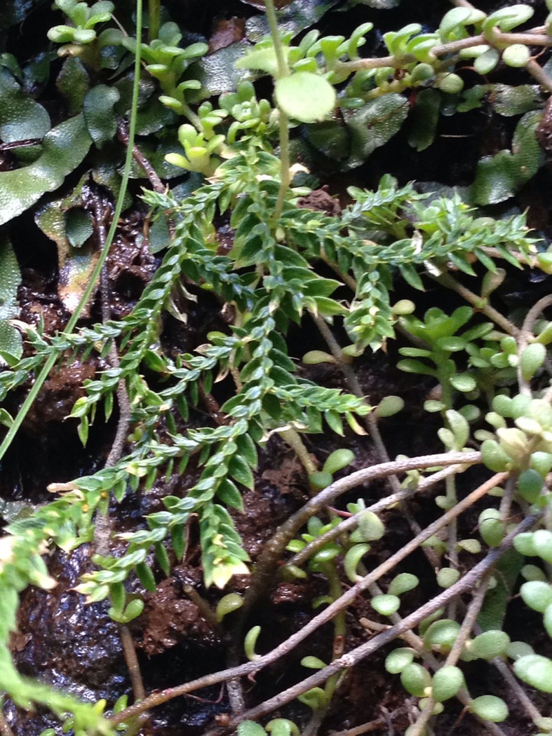 Selaginella porphyrospora photo 8