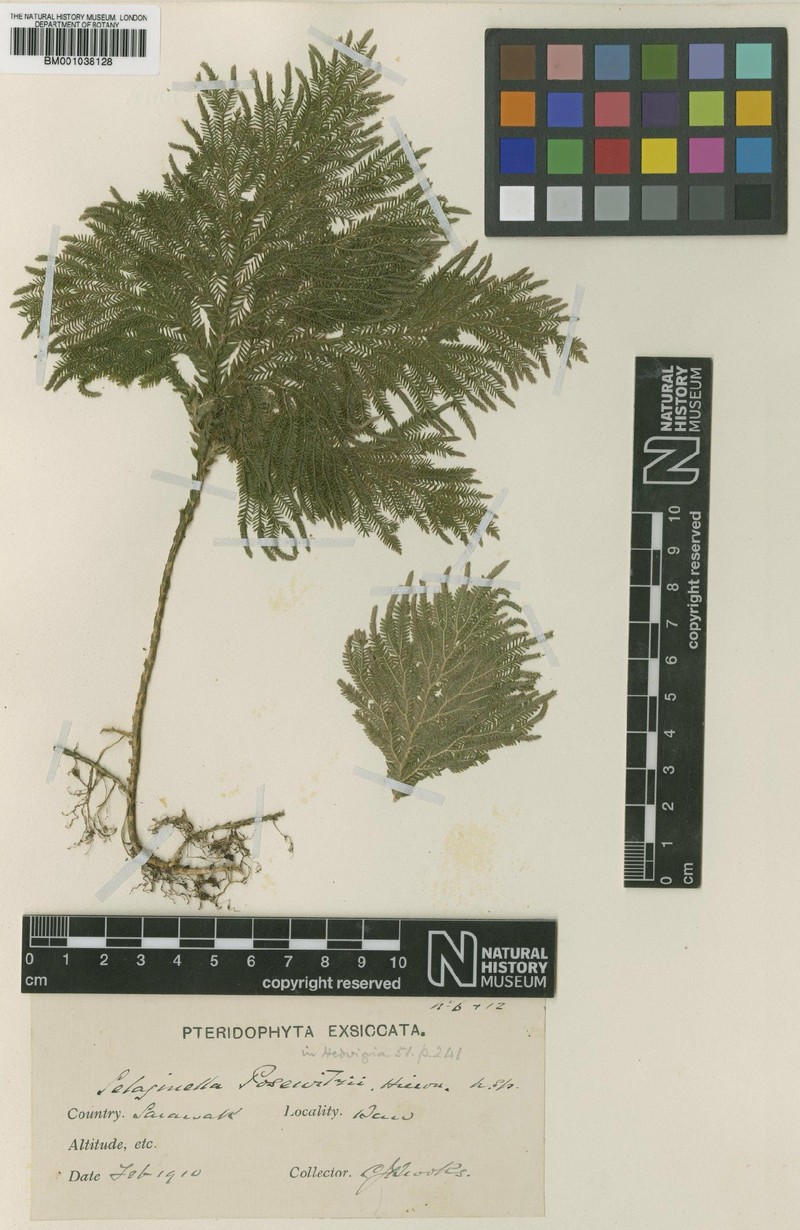 Selaginella posewitzii