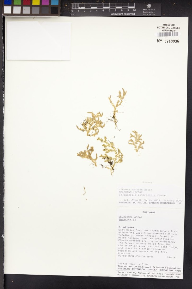 Selaginella potaroensis