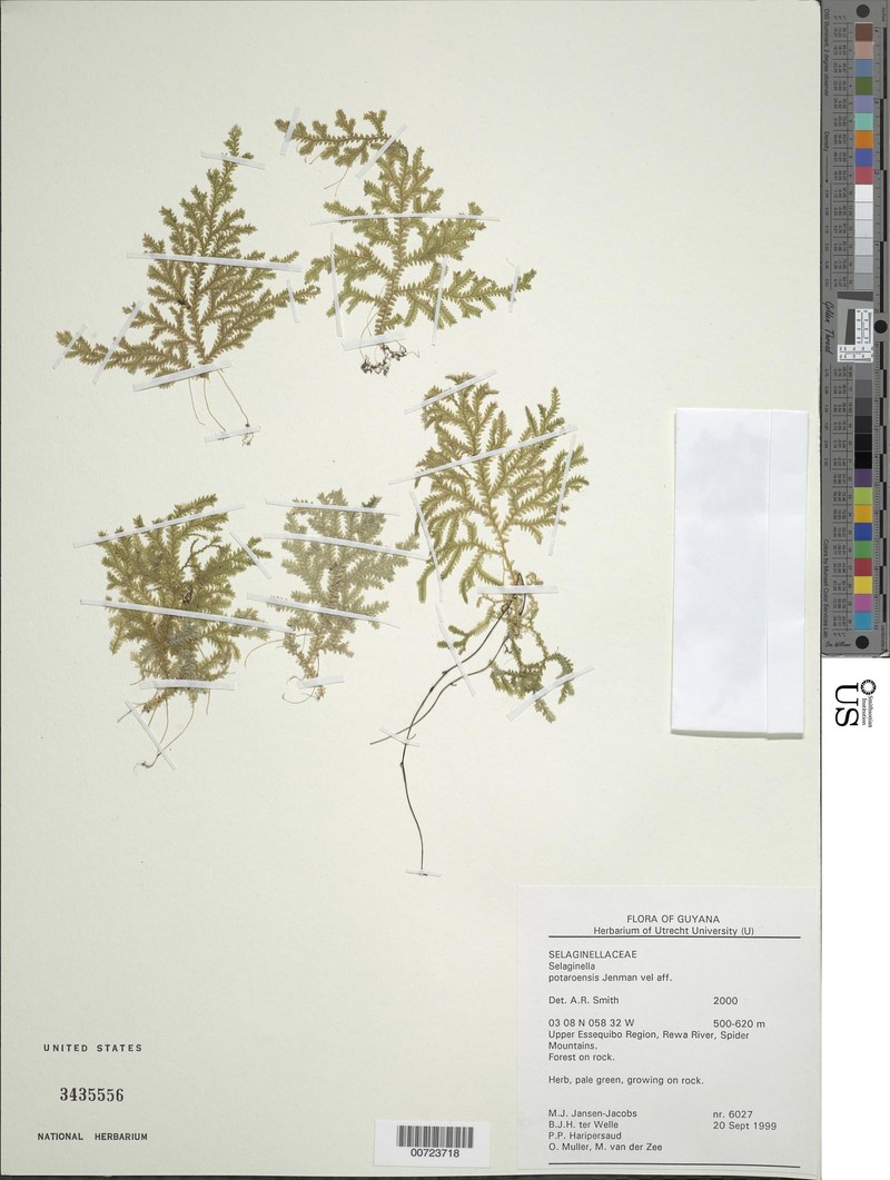 Selaginella potaroensis photo 2