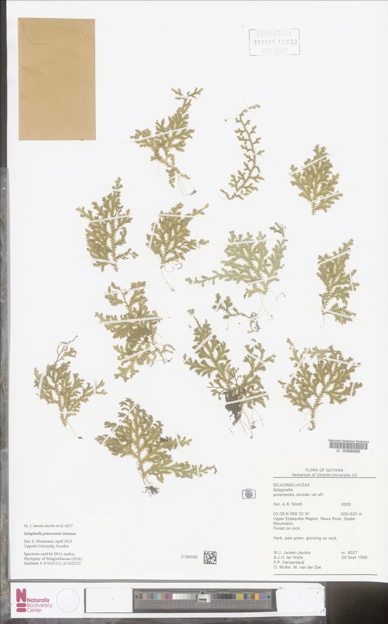 Selaginella potaroensis photo 3