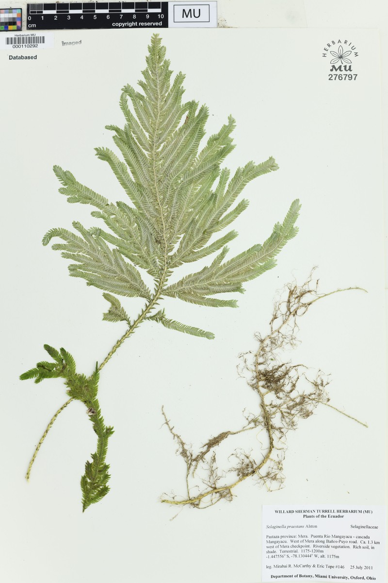 Selaginella praestans photo 2