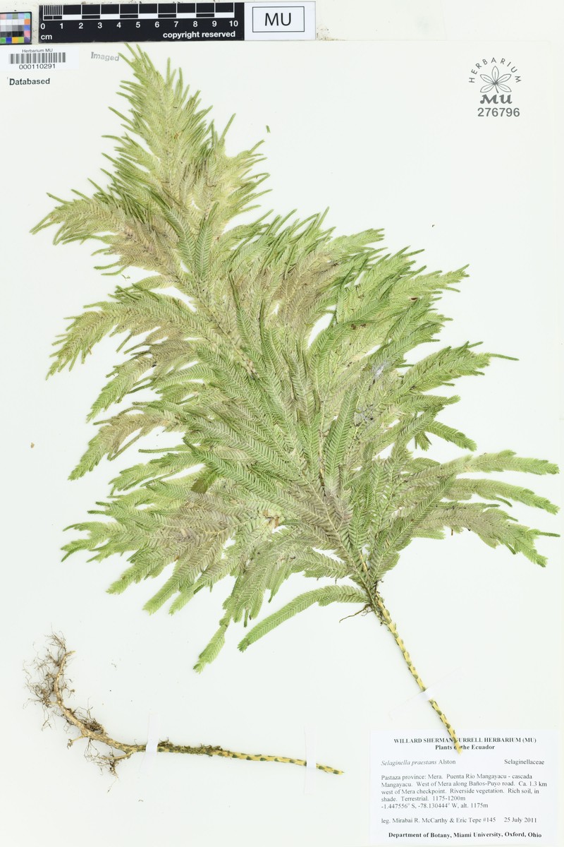 Selaginella praestans photo 3
