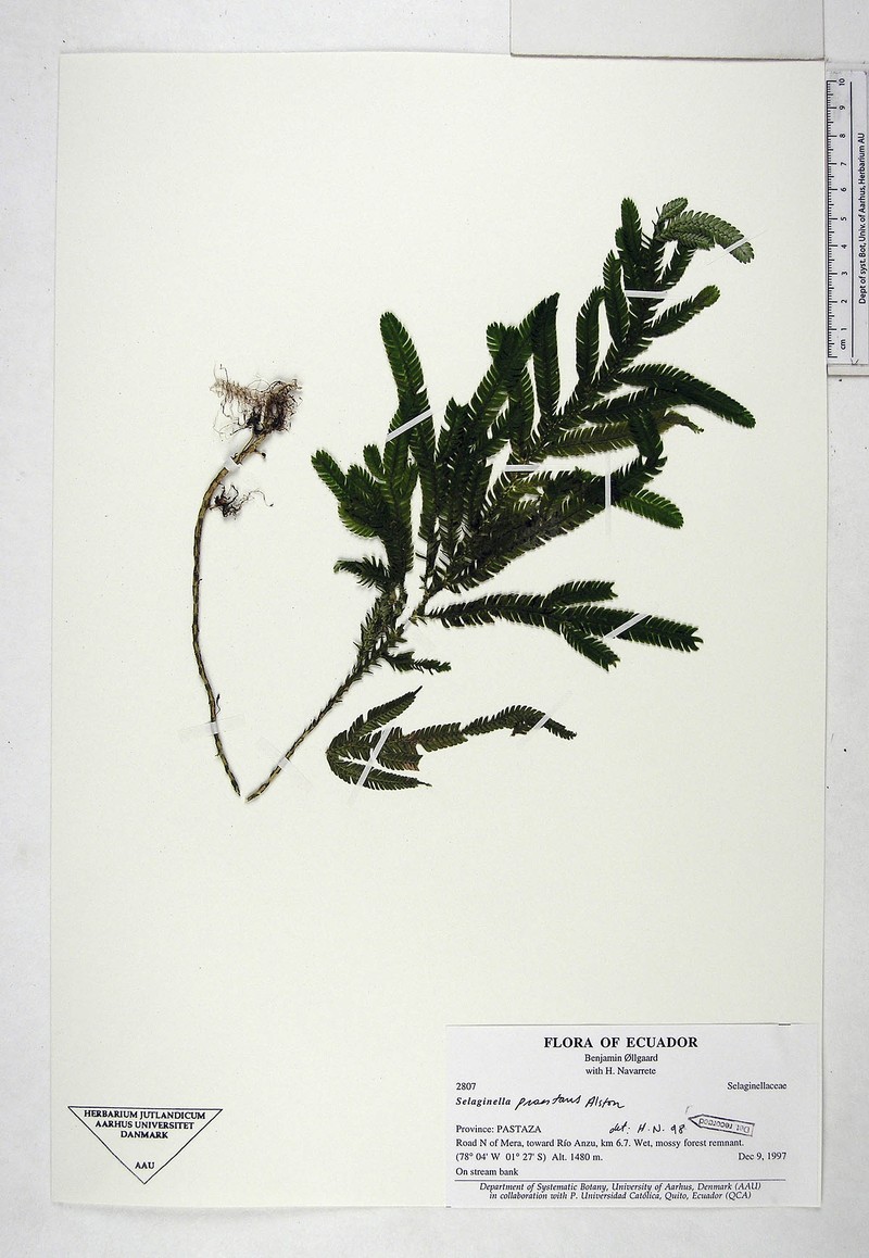 Selaginella praestans photo 4