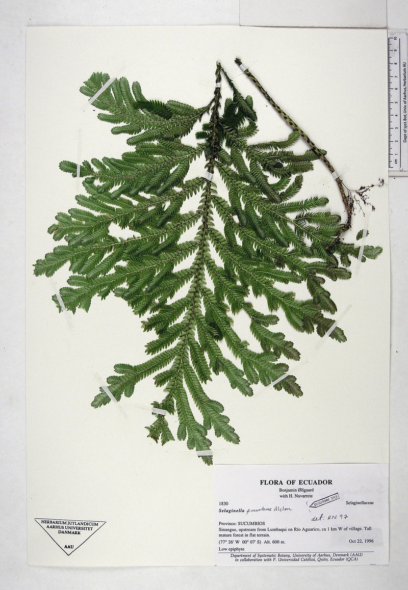 Selaginella praestans photo 5