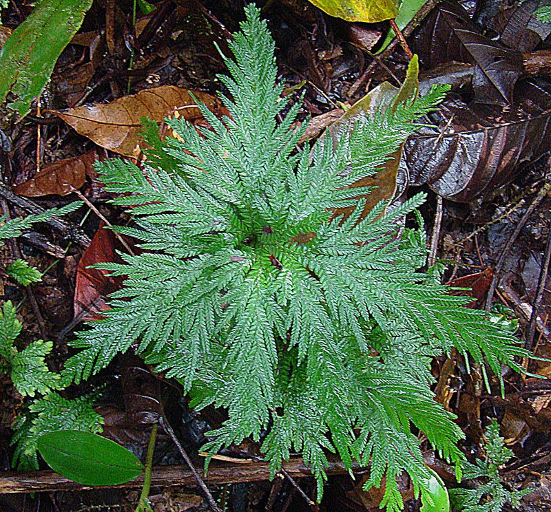 Selaginella praestans