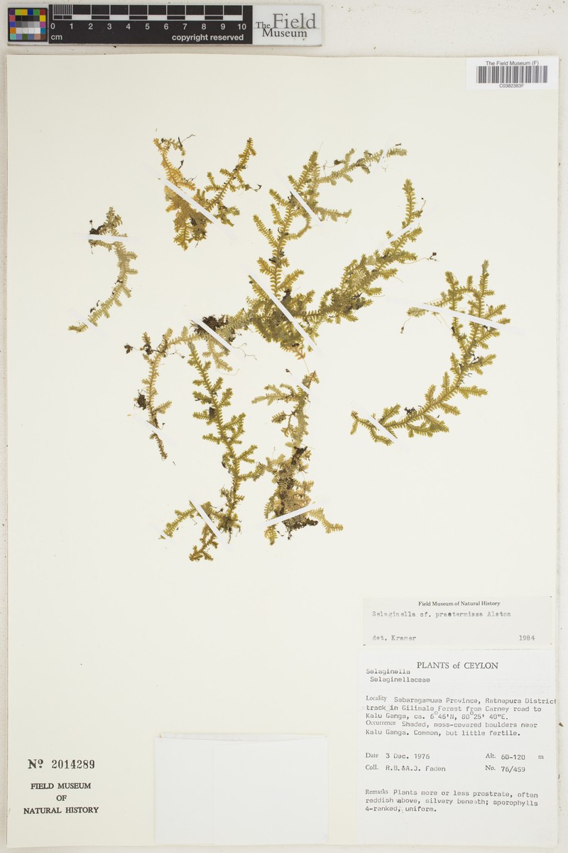 Selaginella praetermissa