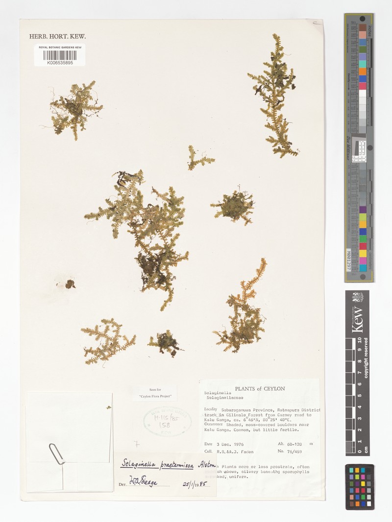 Selaginella praetermissa photo 2