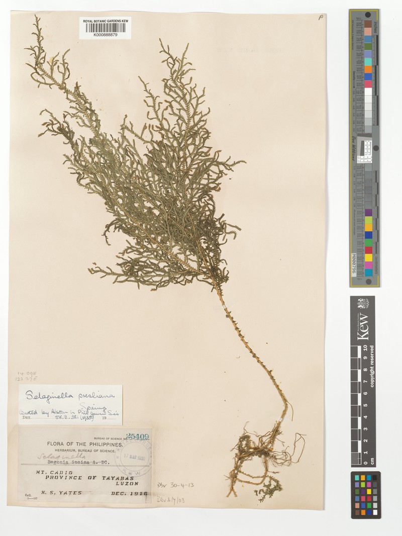 Selaginella presliana
