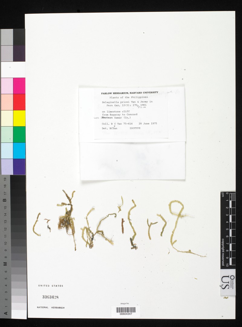 Selaginella pricei
