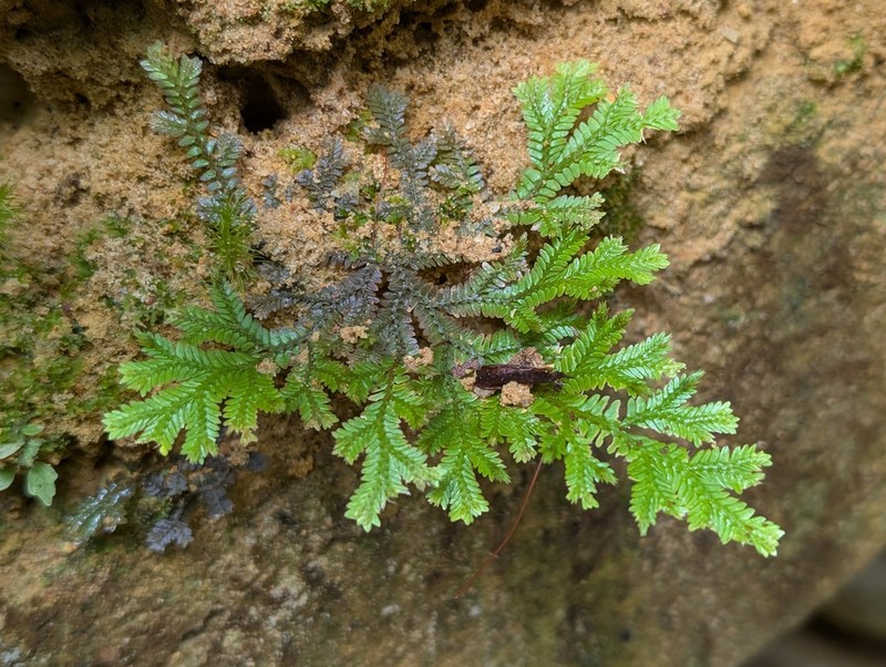 Selaginella producta