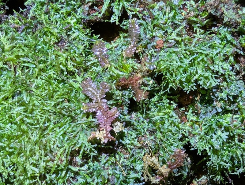 Selaginella producta photo 2
