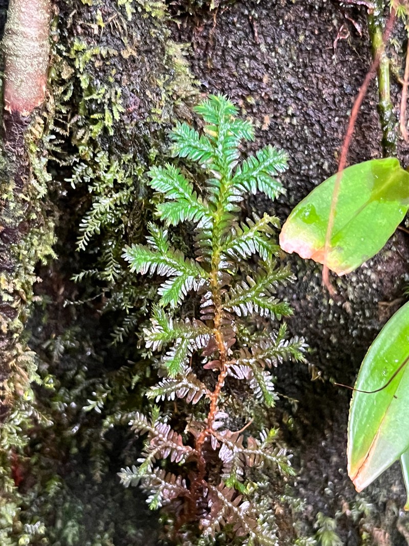 Selaginella producta photo 3