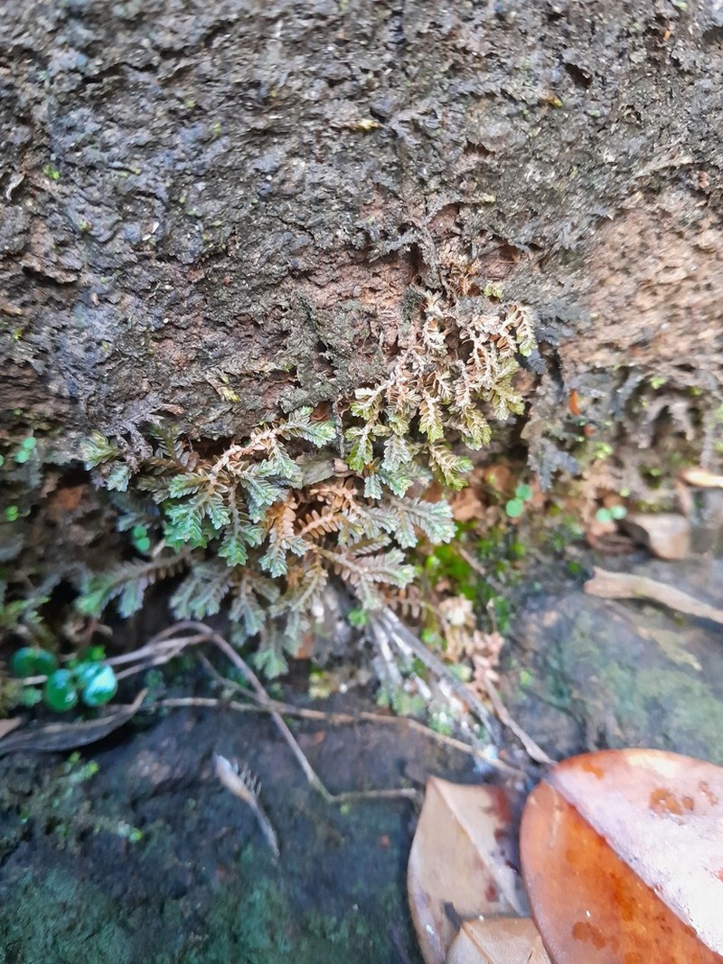 Selaginella producta photo 4