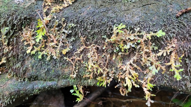Selaginella producta photo 5