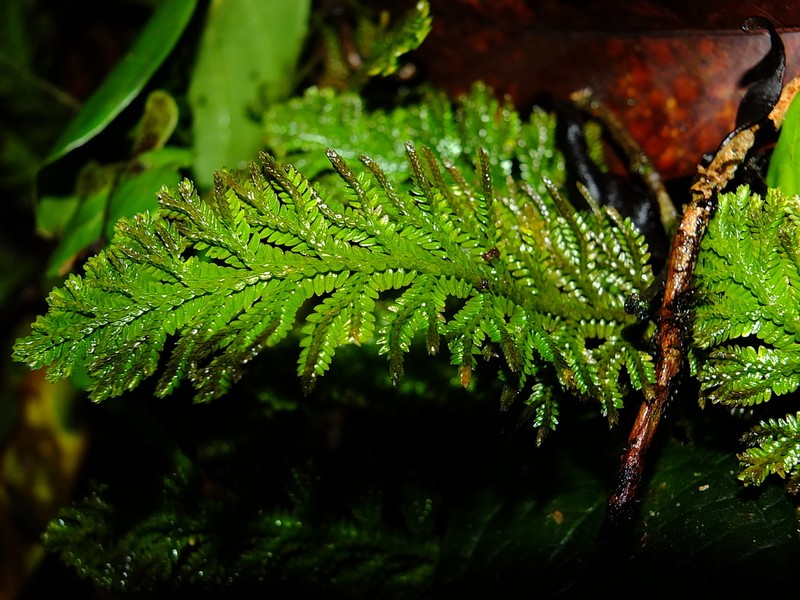 Selaginella producta photo 6