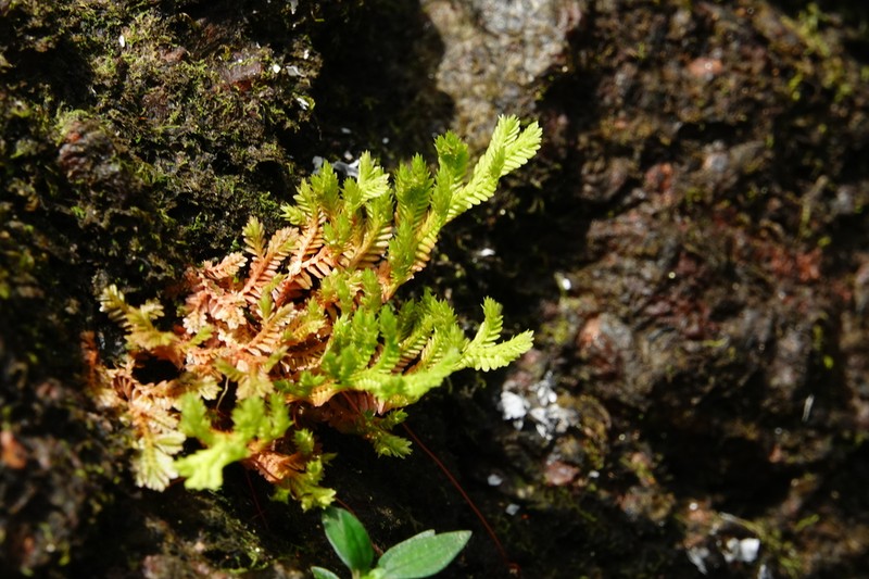 Selaginella producta photo 7