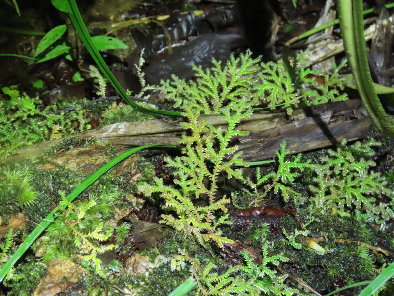 Selaginella producta photo 8