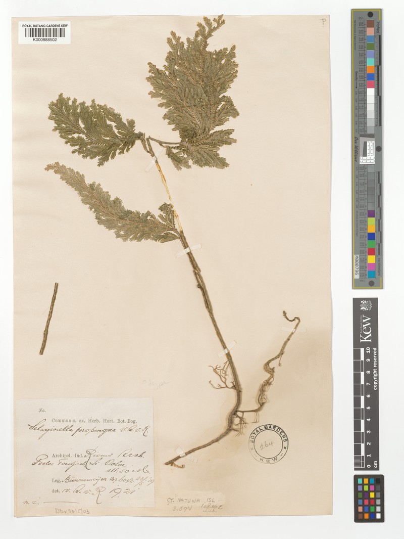 Selaginella propinqua