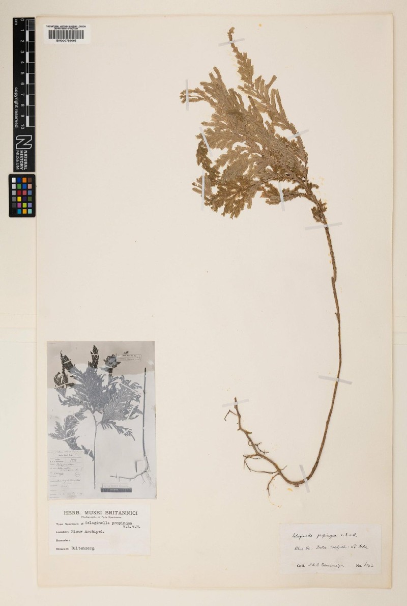 Selaginella propinqua photo 2
