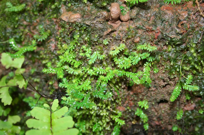 Selaginella protensa