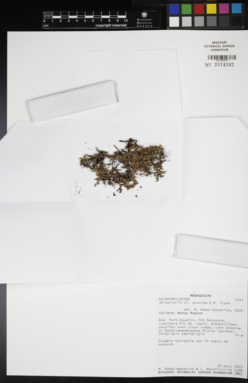 Selaginella proxima