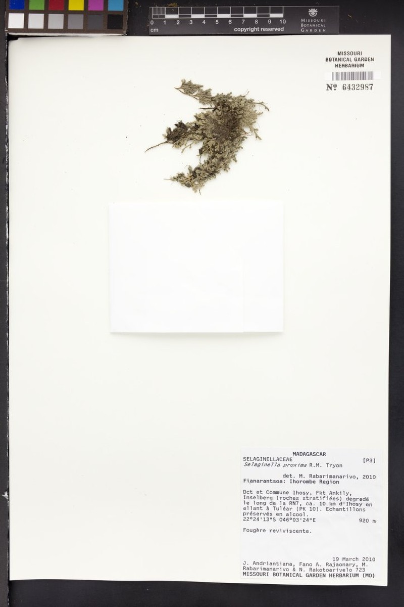 Selaginella proxima photo 2