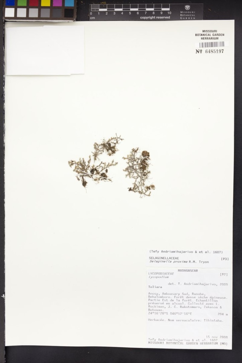 Selaginella proxima photo 3