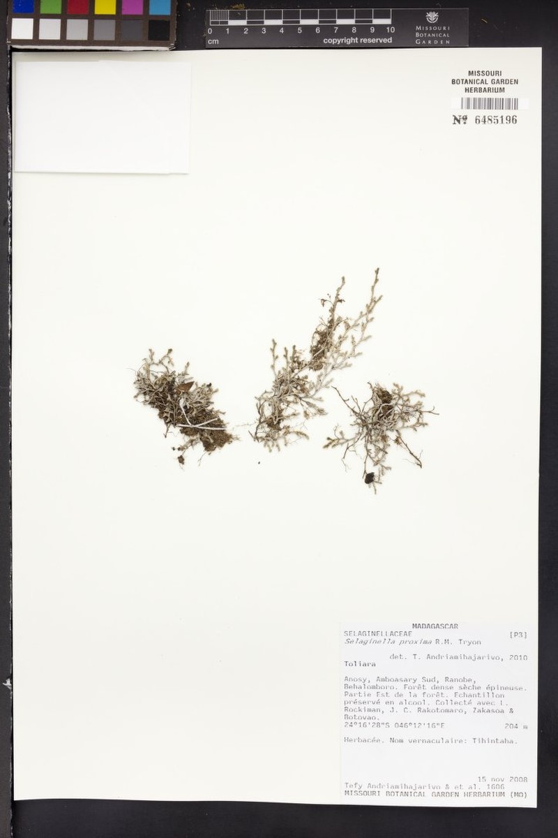 Selaginella proxima photo 4