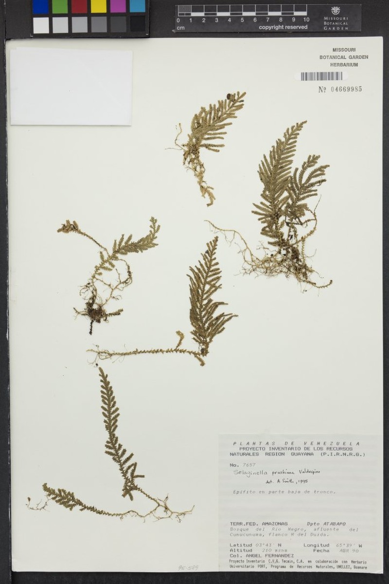 Selaginella pruskiana