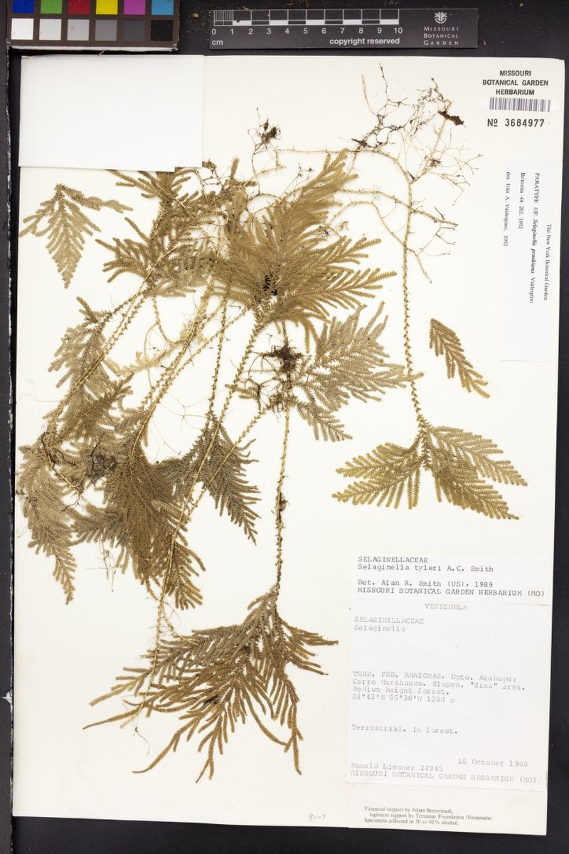 Selaginella pruskiana photo 2