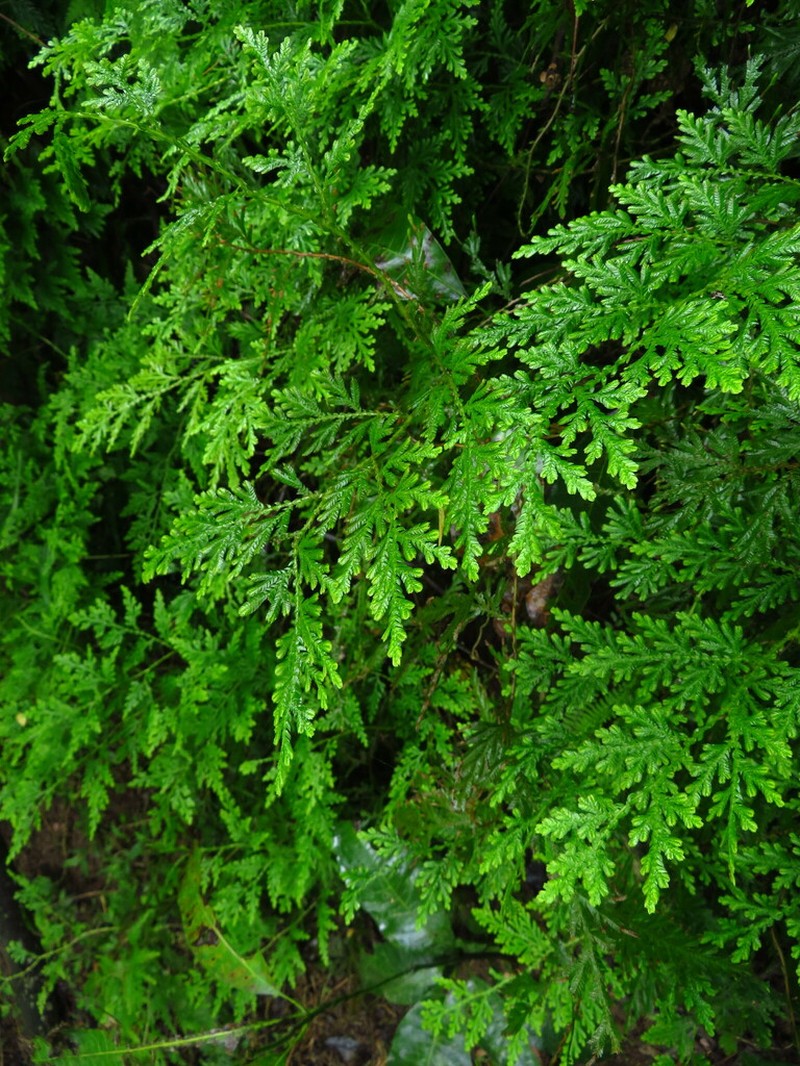 Selaginella pseudopaleifera