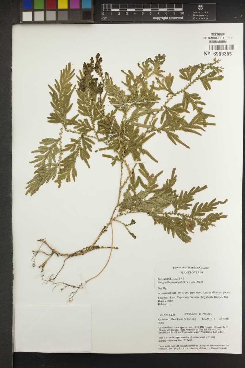 Selaginella pseudopaleifera photo 2
