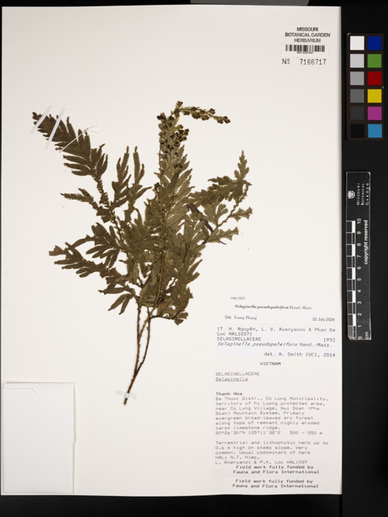 Selaginella pseudopaleifera photo 3