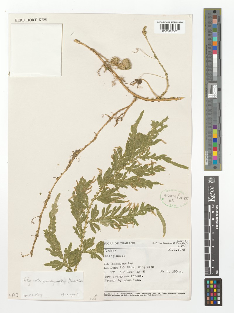 Selaginella pseudopaleifera photo 4