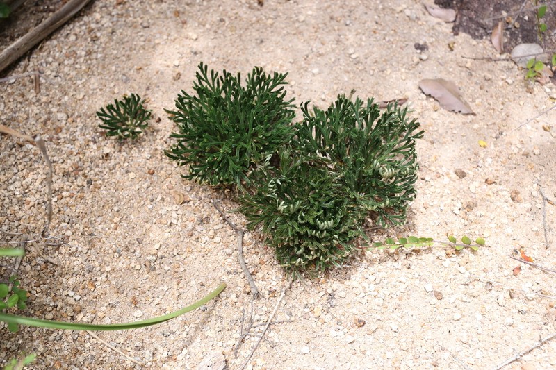 Selaginella pseudotamariscina photo 2