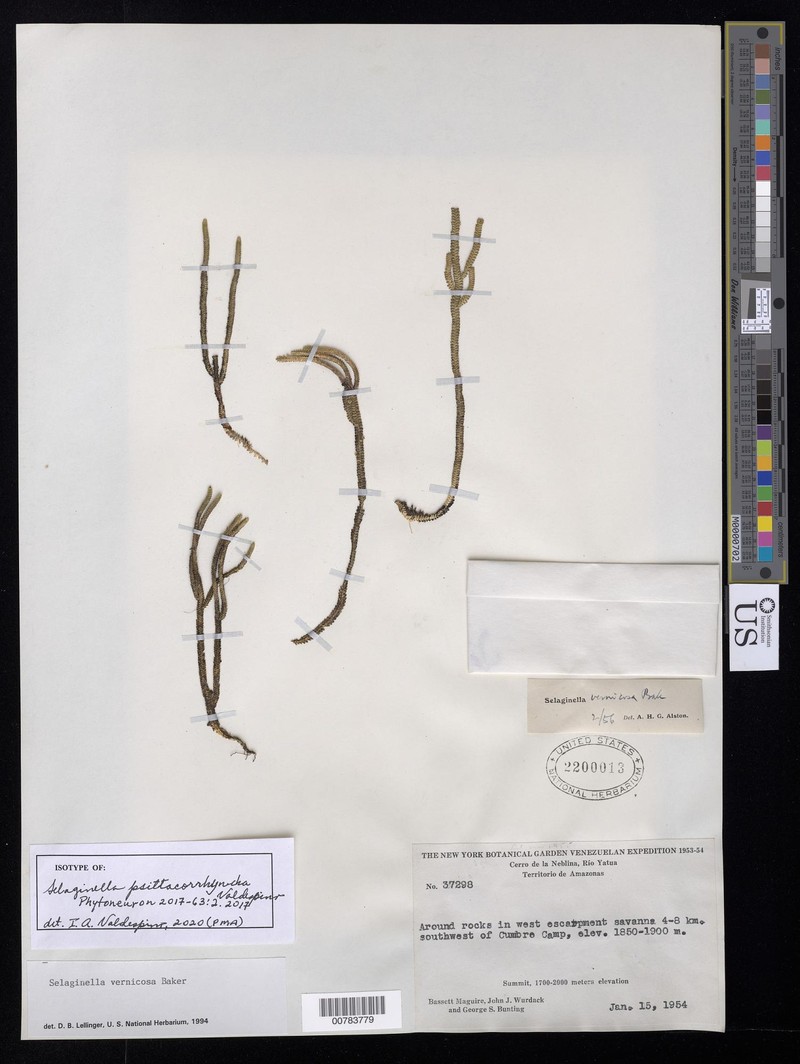 Selaginella psittacorrhyncha photo 2