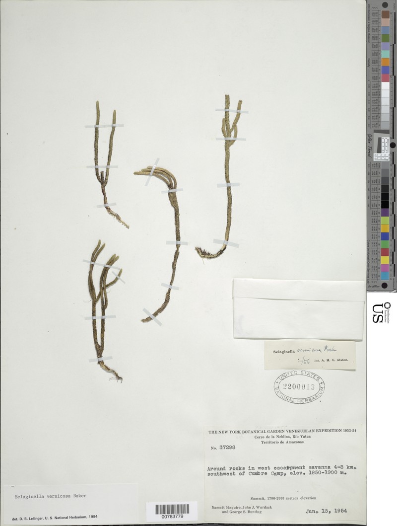 Selaginella psittacorrhyncha