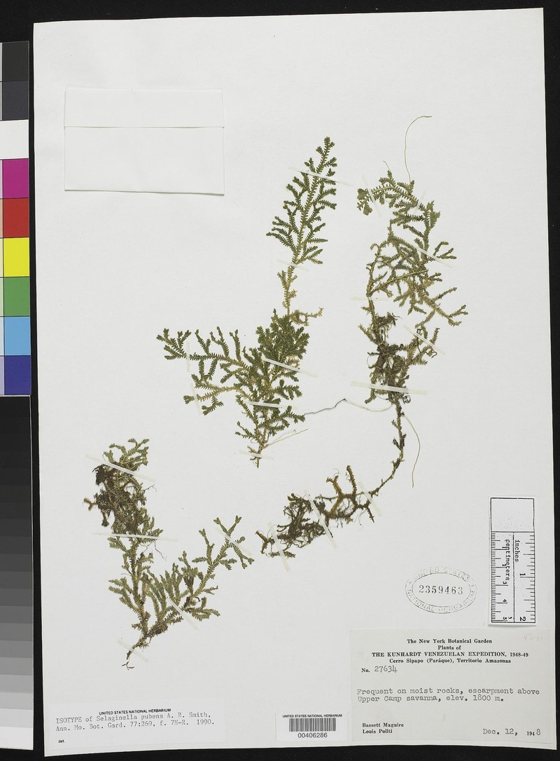 Selaginella pubens photo 2