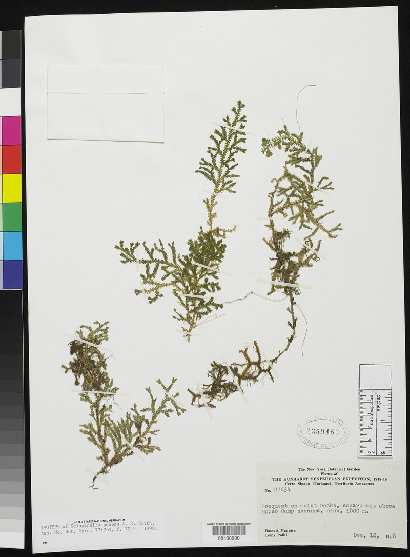 Selaginella pubens
