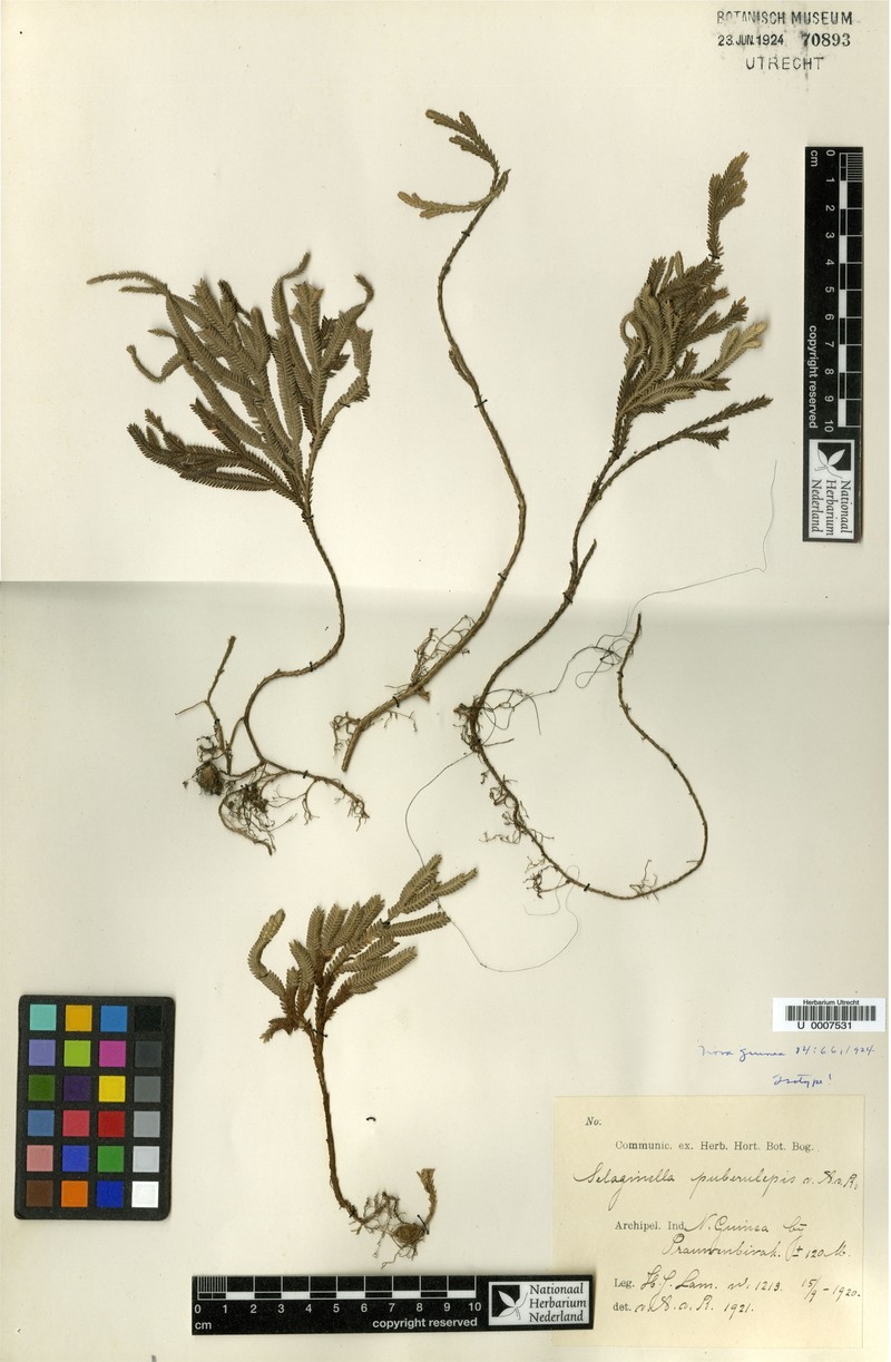 Selaginella puberulipes