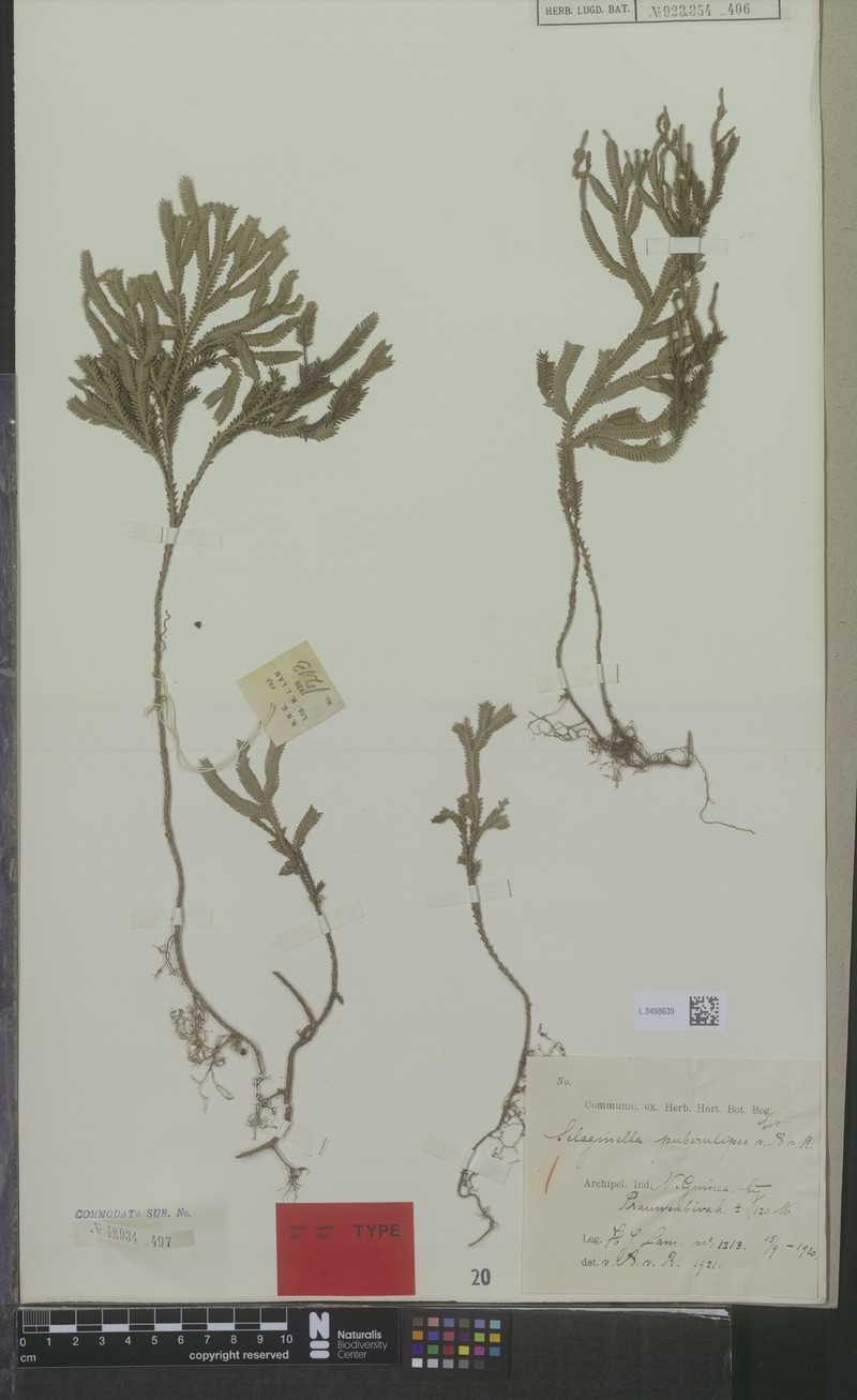Selaginella puberulipes photo 2