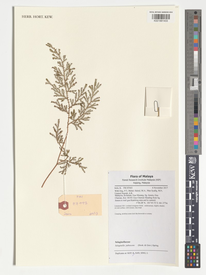 Selaginella pubescens