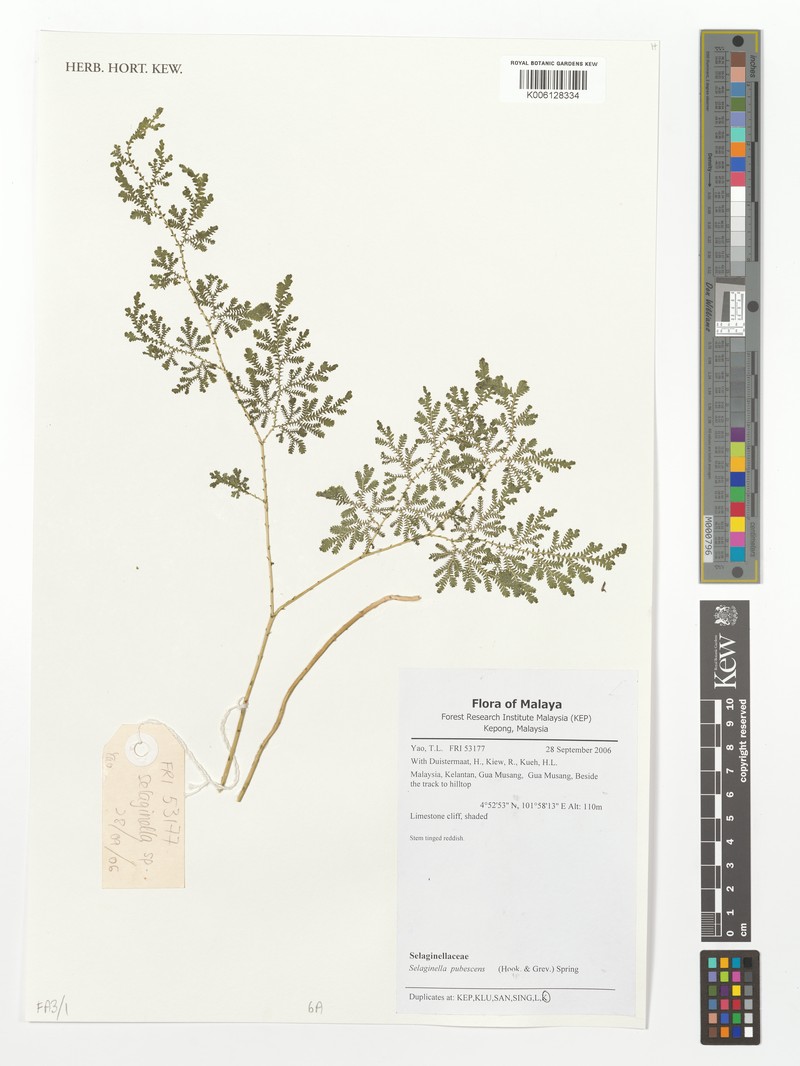 Selaginella pubescens photo 2