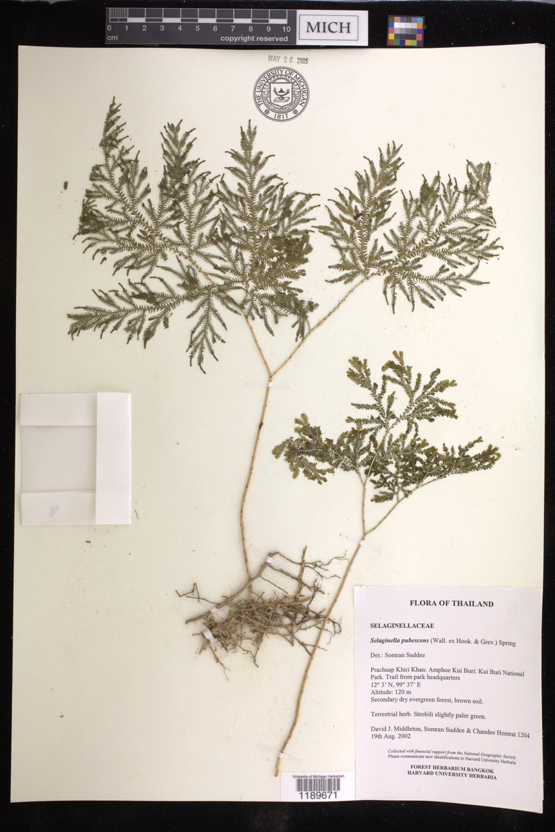 Selaginella pubescens photo 3