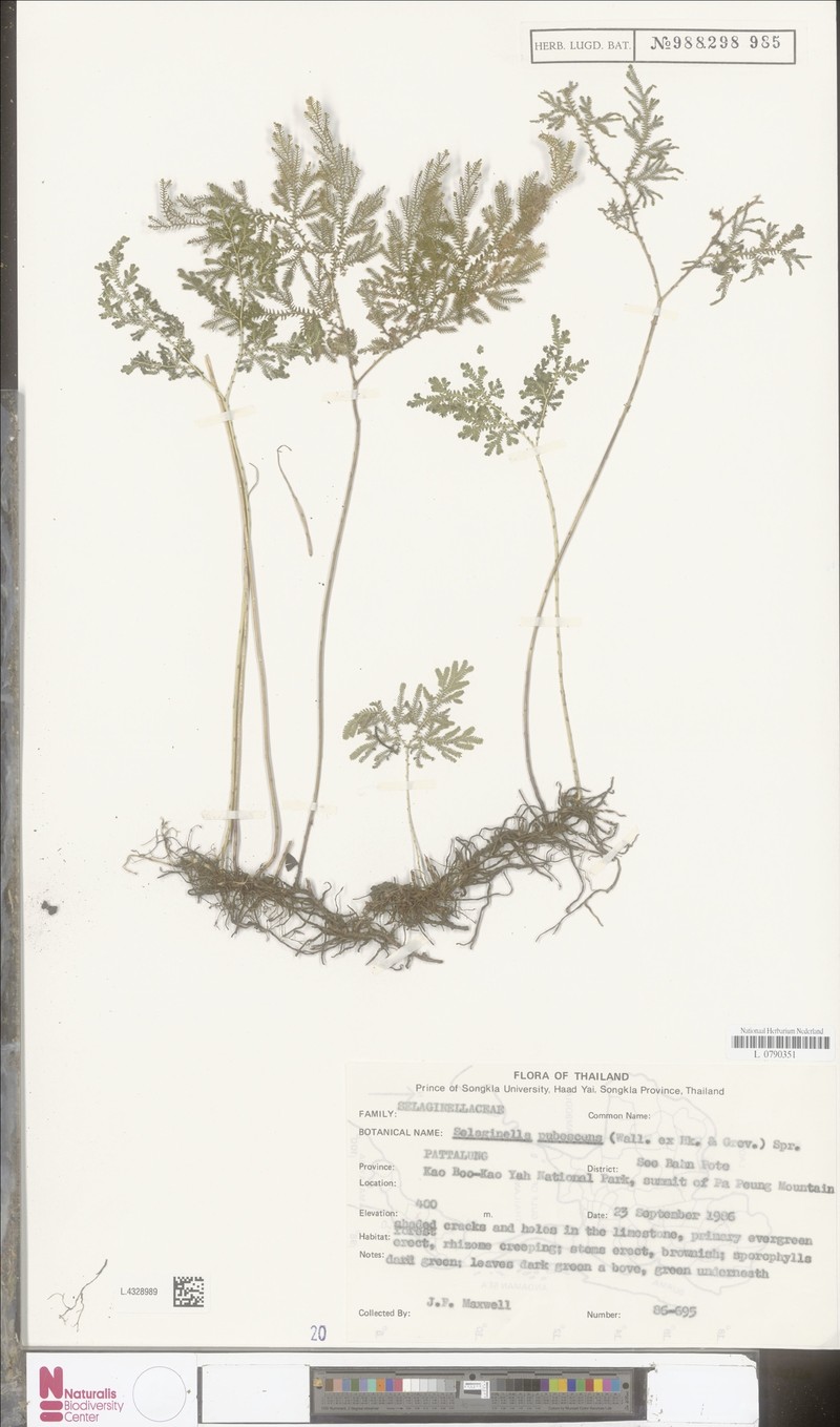 Selaginella pubescens photo 4