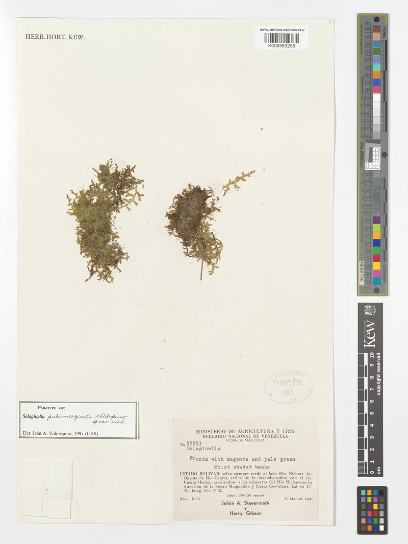 Selaginella pubimarginata