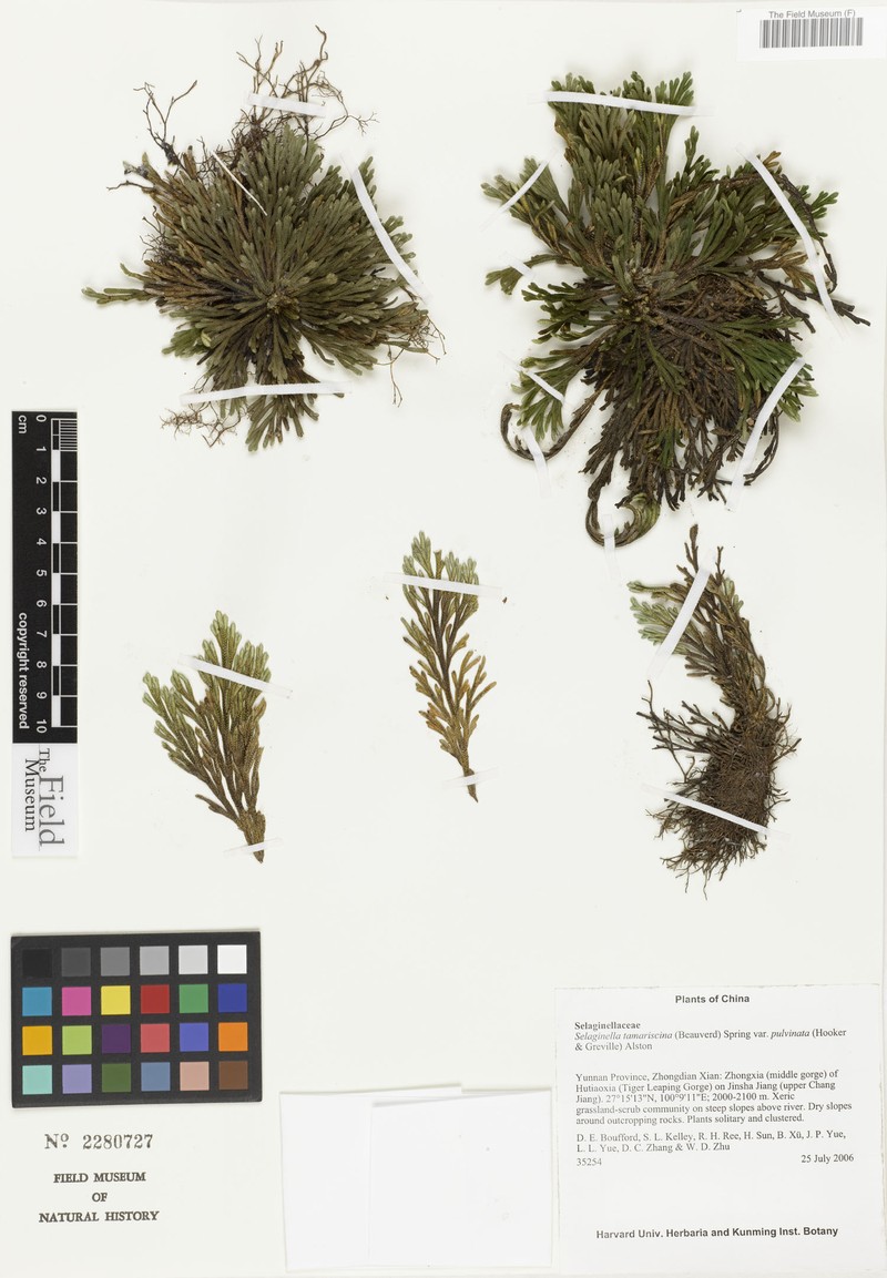 Selaginella pulvinata subsp. pulvinata