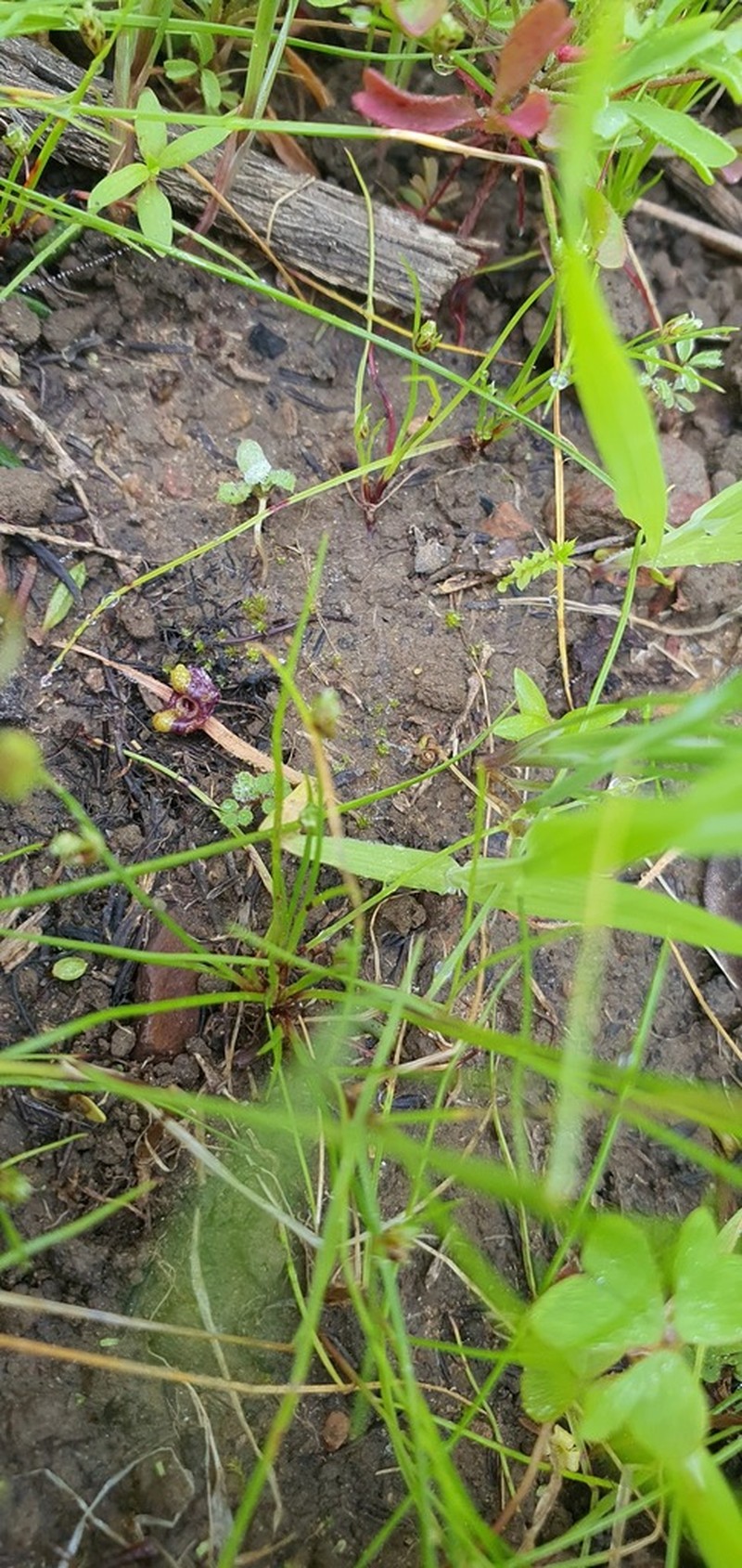 Selaginella pygmaea