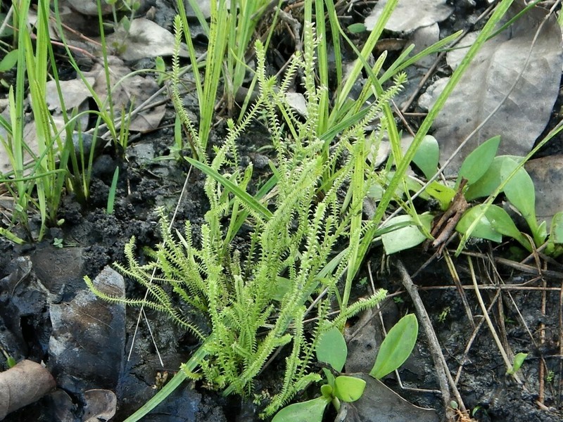 Selaginella pygmaea photo 2